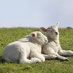 Nordsee-bauernhof Wulff - 