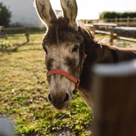 Nordsee-bauernhof Wulff - 