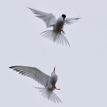 Nordsee-bauernhof Wulff - 