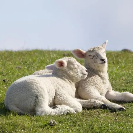 Nordsee-bauernhof Wulff - 